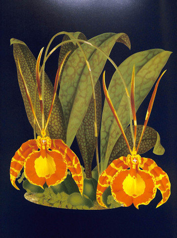 Orchidées Coffret